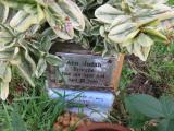 image of grave number 542432